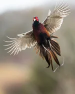 _PTL6159.webp