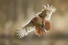 _PTL6070.webp