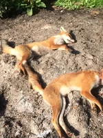 Foxes_13082018.webp Foxes_13082018.webp