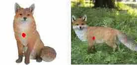 Fox_shot_placement.webp Fox_shot_placement.webp