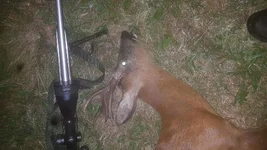 Roe Buck 1.webp