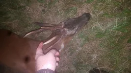 buck3.webp