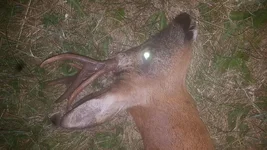 buck 2.webp