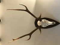 Sika2.webp