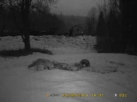 Fox and badger.webp