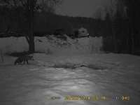 Fox.webp