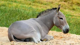 staff_-_credit_membership_-_wild_ass_-_zoe_phillips_(4).webp