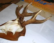 Deformed Roe 002.webp