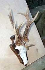 Odd Antlers 002.webp