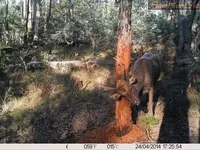 trail-cam-424-768x576.webp
