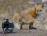 fox-poo-camera-cmjr-1030x800.webp
