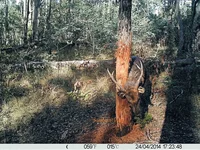 trail cam 422 - Copy.webp