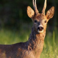 Roebuck