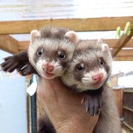 Fursty Ferret