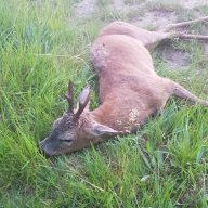 Redleg