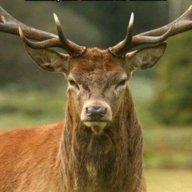 Bosbuck