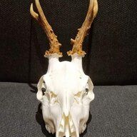 WhitetailAbigail