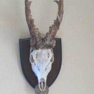 sika