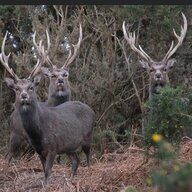 The deer Sika