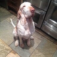 Len the dog