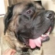 Beardog