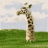 the_jaggy_bushes