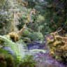 Bushman