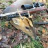 foxhunter243