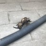 Ferretman