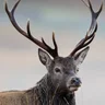 Highlander94