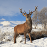 IHS Deer Stalker