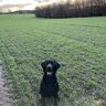 YORKSHIREHWM