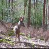Bedfordshire fieldsports