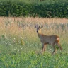 Cotswold Stalking