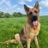 Berti