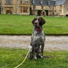 K9_GSP