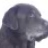 Brown Dog