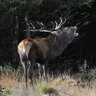 cervus1981