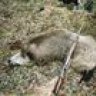 FALLOW284