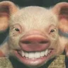 The Pig
