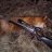 Aberdeen Deerhunter