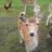 foxyloxy