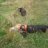 slink dog