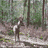Bedfordshire fieldsports