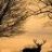Southdowns_stalking