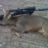 Deer Assassin