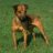 patterdale