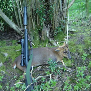 Worcestershire Muntjac