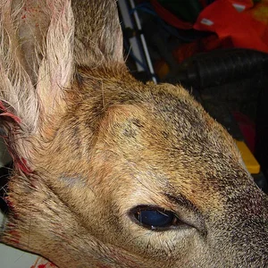 roe_doe_with_antlers_close_up