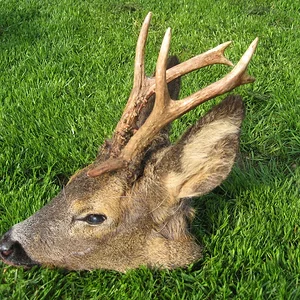 7 Pointer Roe